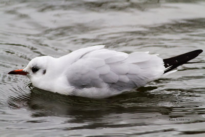 Guincho --- Black-headed Gull --- (Larus ridibundus)