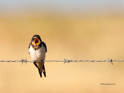 Andorinha-das-chamins  ---  Barn Swallow  ---  (Hirundo rustica)