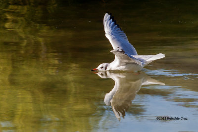 Guincho --- Black-headed Gull --- (Larus ridibundus)