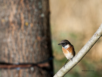 Cartaxo-comum --- Stonechat --- (Saxicola torquata)