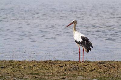 Cegonha-branca  ---  White Stork  ---  (Ciconia ciconia )