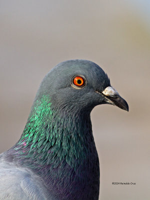  Pombo-comum  --  Pigeon common  --  (Columba livia)