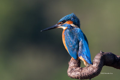 Guarda-rios comum --- Kingfisher ---  (Alcedo atthis) 