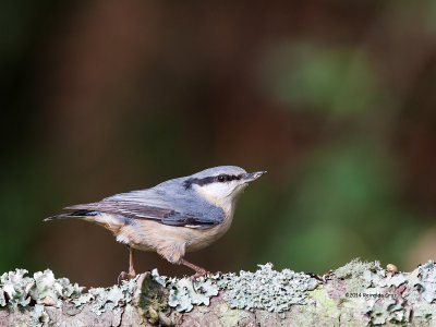 Trepadeira-azul  ---  Nuthatch  ---  (Sitta europaea)  