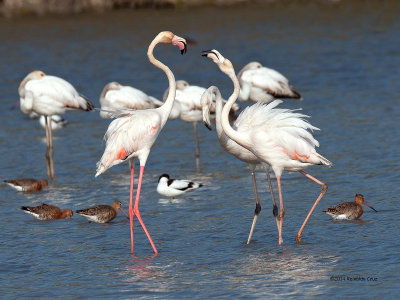 Flamingo --- Greater Flamingo ---  (Phoenicopterus roseus )