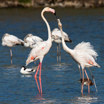 Flamingo-comum --- Greater Flamingo ---  (Phoenicopterus roseus )