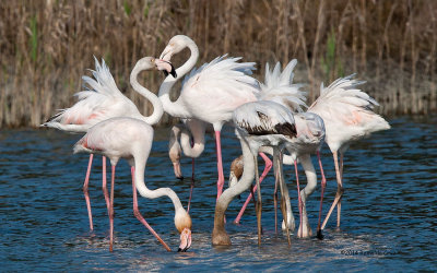 Flamingo-comum --- Greater Flamingo ---  (Phoenicopterus roseus )