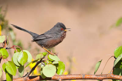 Toutinegra-do-mato  ---  Dartford Warbler  ---  (Sylvia undata )