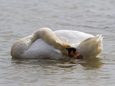 Cisne-mudo ---  Mute Swan  ---  (Cygnus olor)