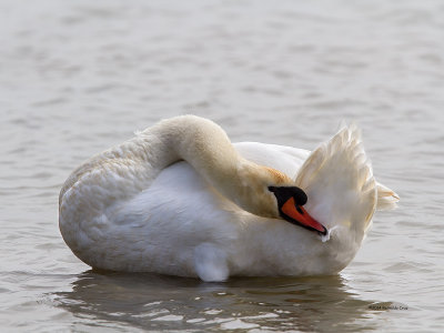 Cisne-mudo ---  Mute Swan  ---  (Cygnus olor)