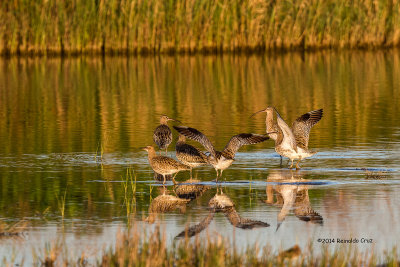 Maarico-real  ---  Western Curlew  --- (Numenius arquata)