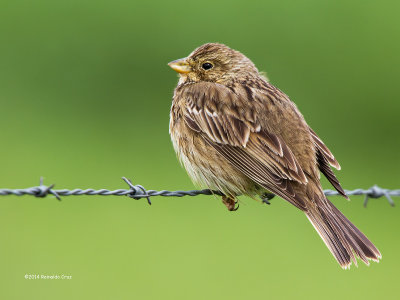 Trigueiro --- Corn Bunting --- (Miliaria calandra)