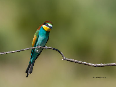 Abelharuco  ---  European Bee-eater  ---  (Merops apiaster)