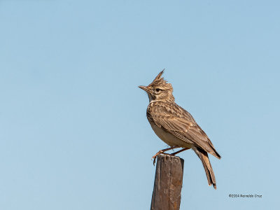 Cotovia-de-poupa	---	Crested Lark  ---  (Galerida cristata)