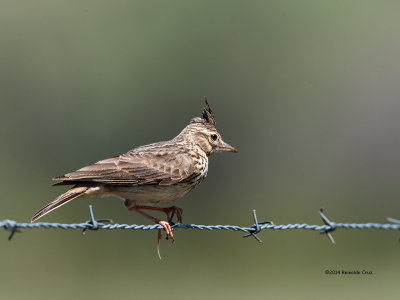 Cotovia-de-poupa	---	Crested Lark  ---  (Galerida cristata)