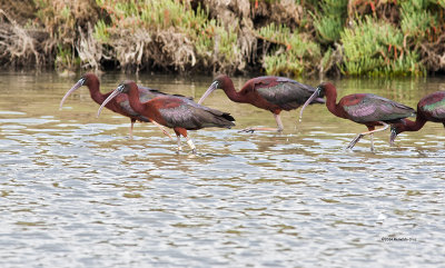 Ibis-preto	  ---  Glossy Ibis  ---  (Plegadis falcinellus)