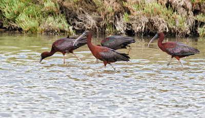 Ibis-preta	  ---  Glossy Ibis  ---  (Plegadis falcinellus)