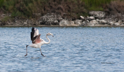 Flamingo-comum --- Greater Flamingo ---  (Phoenicopterus roseus )