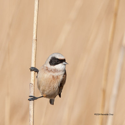 Chapim-de-mascarilha  ---  Pendulin Tit  ---  (Remiz pendulinus)