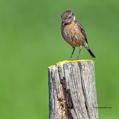 Cartaxo-comum (fmea)--- Stonechat (female) --- (Saxicola torquata)