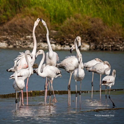  Flamingo-comum --- Greater Flamingo ---  (Phoenicopterus roseus )