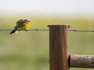 Alvola-amarela --- Yellow Wagtail --- ( Motacilla flava)