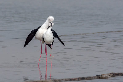 Pernilongo--- Black-winged-stilt --- (Himantopus himantopus) 