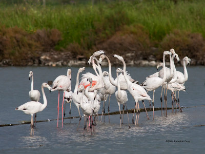 Flamingo-comum --- Greater Flamingo ---  (Phoenicopterus roseus )