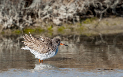 Perna-vermelha --- Redshank --- (Tringa totanus)