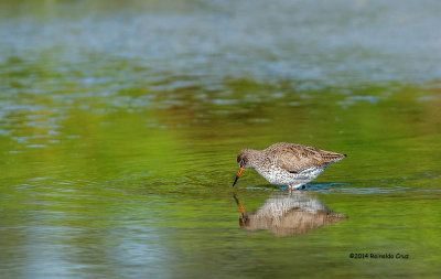 Perna-vermelha --- Redshank --- (Tringa totanus)