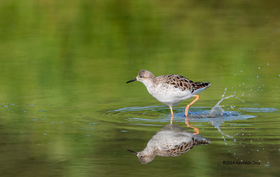 Combatente  ---  Ruff  ---  (Philomachus pugnax)