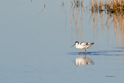 Alfaiate  ---  Pied Avocet  ---  (Recurvirostra avosetta)