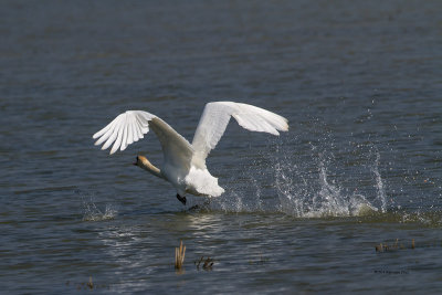 Cisne-mudo --- Mute Swan --- (Cygnus olor)