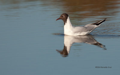 Guincho --- Black-headed Gull --- (Larus ridibundus)