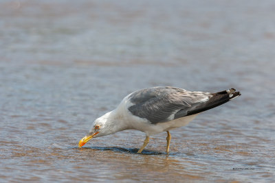 Gaivota-de-patas-amarelas  ---  Yellow-legged Gull  ---  (Larus michahellis)