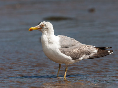 Gaivota-de-patas-amarelas  ---  Yellow-legged Gull  ---  (Larus michahellis)