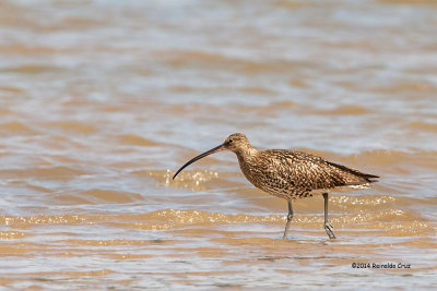 Maarico-real  ---  Western Curlew  --- (Numenius arquata)