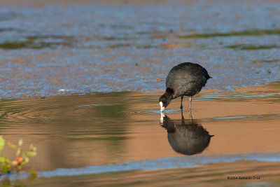 Galeiro-comum --- Coot --- (Fulica atra) 