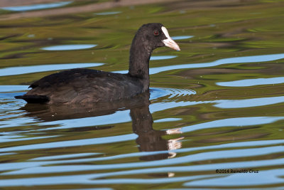 Galeiro-comum --- Coot --- (Fulica atra) 