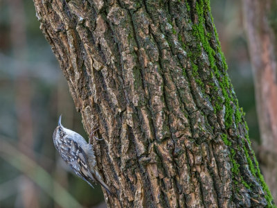 Trepadeira  ---  Short-toed Tree-Creeper  ---  (Certhia brachydactyla)