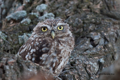 Mocho-galego --- Little Owl --- (Athene noctua )