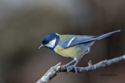 Chapim-real --- Great Tit --- (Parus major)