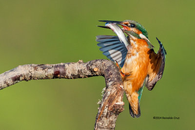 Guarda-rios comum --- Kingfisher --- (Alcedo atthis)