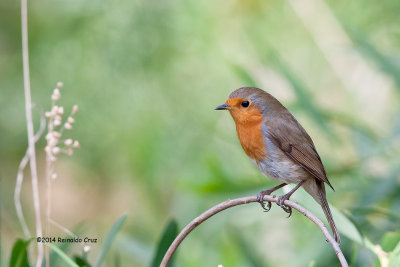 Pisco-de-peito-ruivo  ---   Robin  ---  (Erithacus rubecula)