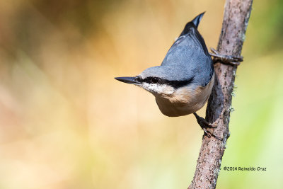 Trepadeira-azul --- Nuthatch --- (Sitta europaea)