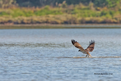 guia-pesqueira  ---  Osprey  ---  (Pandion haliaetus)