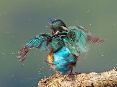 Guarda-rios comum --- Kingfisher --- (Alcedo atthis)