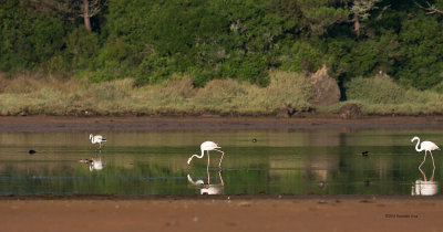Flamingo-comum --- Greater Flamingo --- (Phoenicopterus roseus)