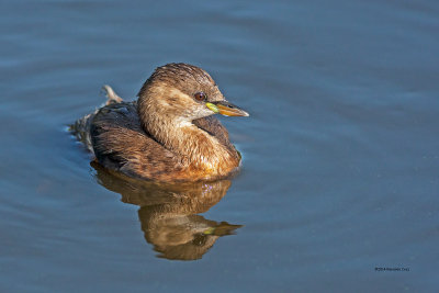 Mergulho-pequeno ---  Little Greb --- (Tachybaptus ruficollis )