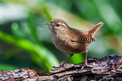 Carria --- Winter Wren --- (Troglodytes troglodytes)